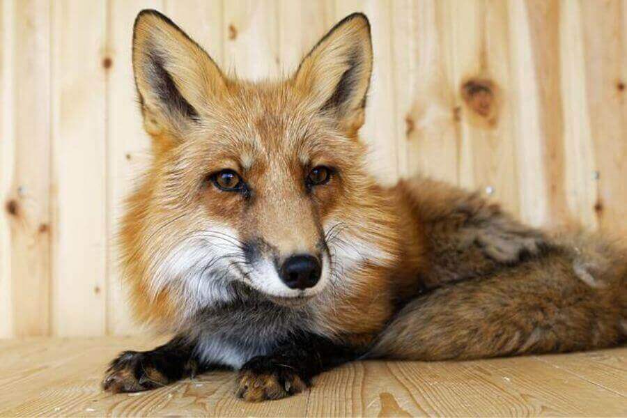Pet Fox Price How Much Does A Fox Cost? Misfit Animals
