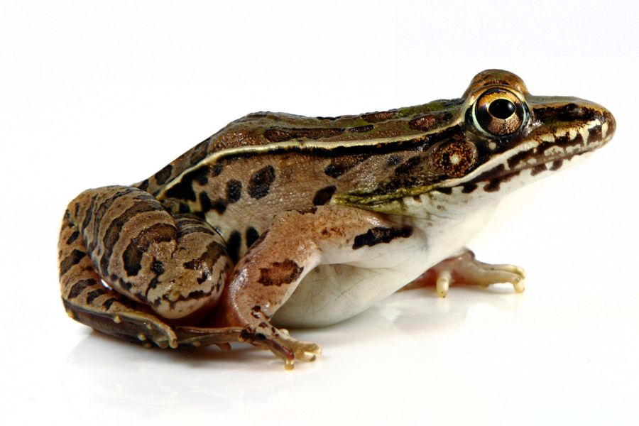 Pond Animals 21 Animals That Live In Ponds Misfit Animals