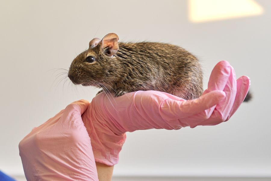 Best Pet Rodents 8 Types Of Rodents To Keep As Pets