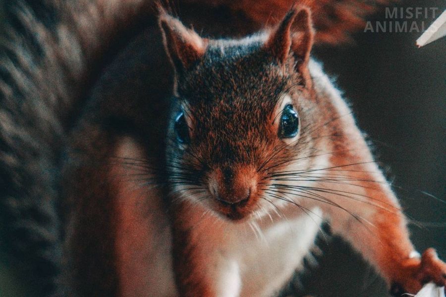 Squirrel Sounds The Noises Squirrels Make & Their Meaning