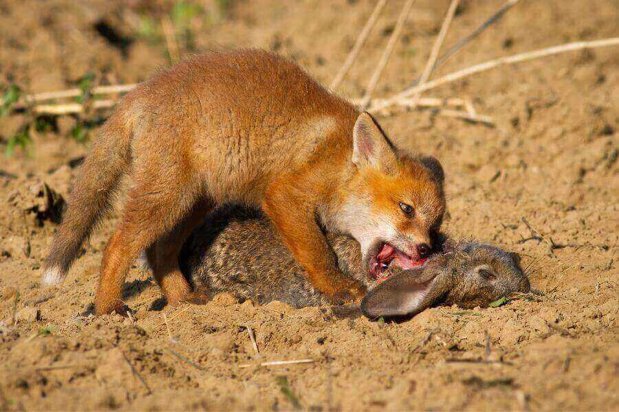 Do Foxes Eat Cats? (The Danger Of Foxes For Pet Cats) Misfit Animals