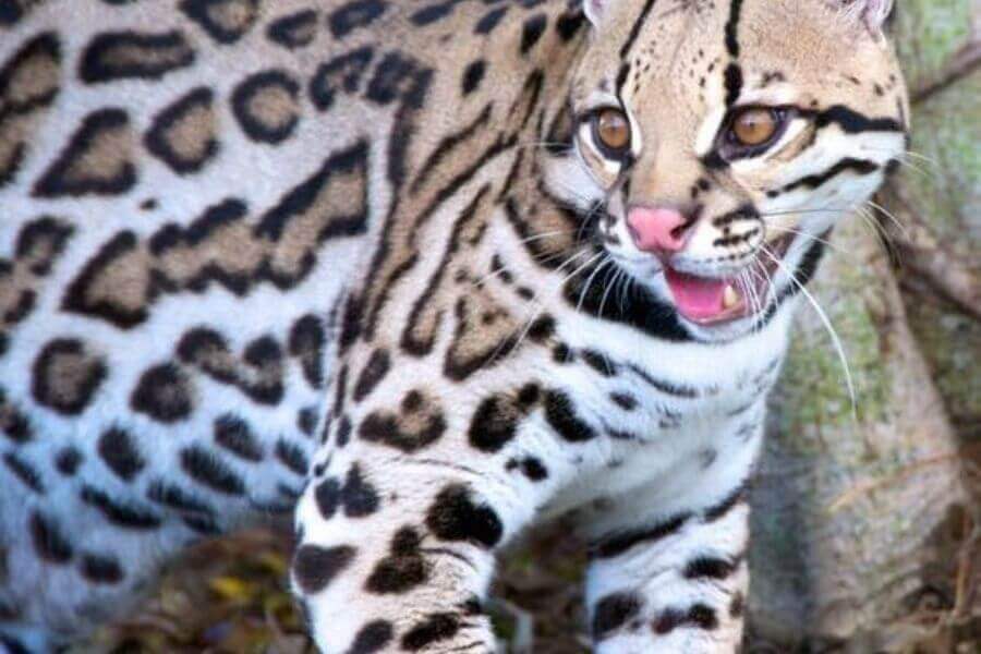 Are Ocelots Dangerous & Do They Attack? (How To Handle It)