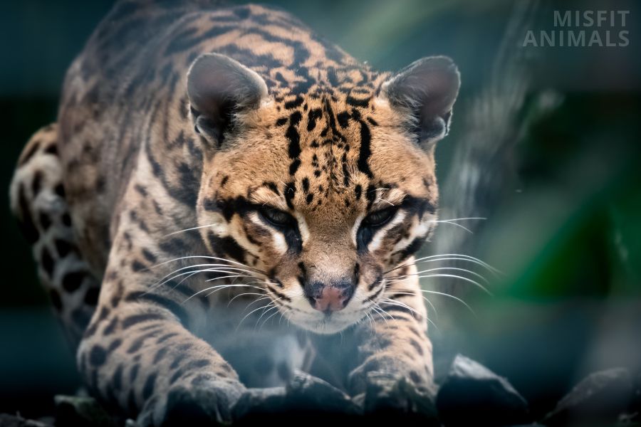 Ocelot (Leopardus Pardalis) Facts Habitat, Behavior, & More