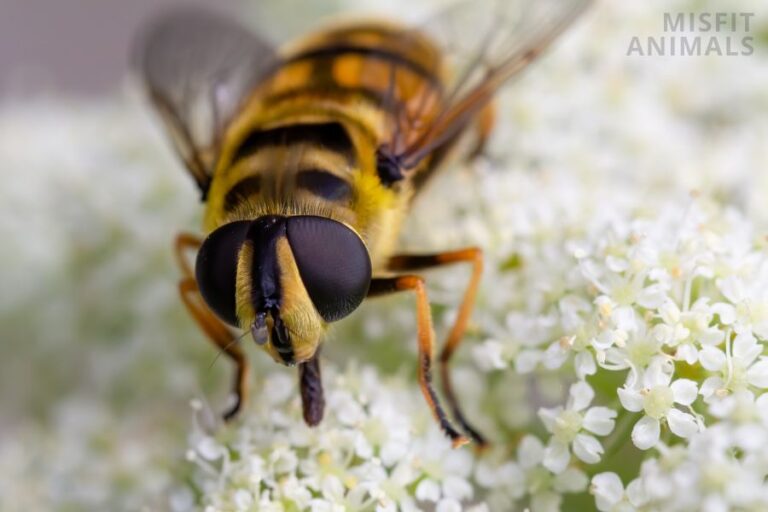 Top 7 Most Dangerous Australian Insects Misfit Animals