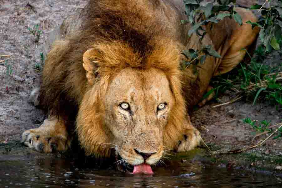 Lion Tongue Facts How Coarse Is It? Misfit Animals