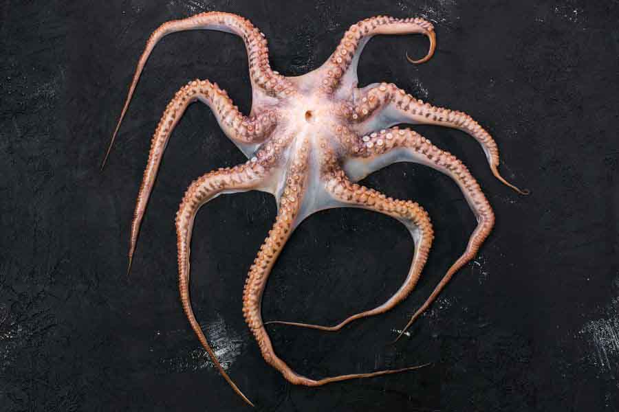 Do Octopus Arms Grow Back? (Regeneration Process)