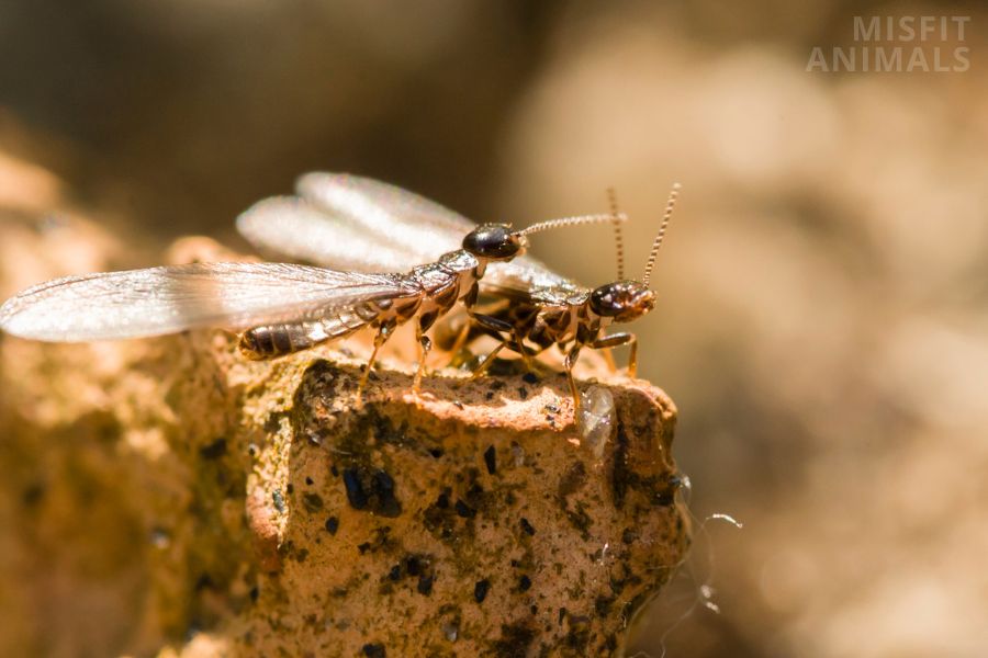 9 Common Texas Insects That You Should Know About