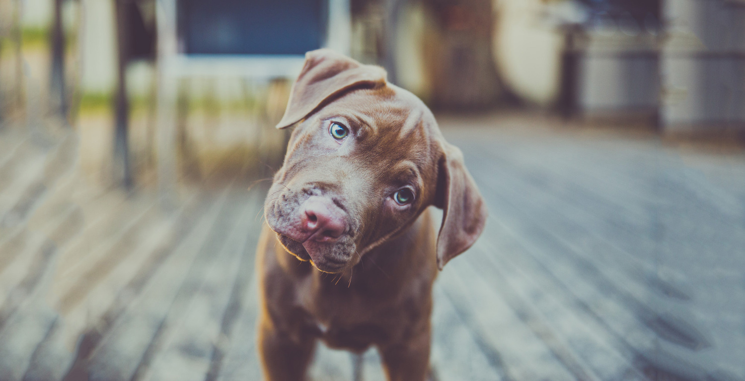 humans' best friends Dogs are humans' best friends Mishkagrooming