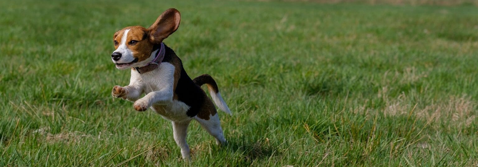 Are Beagles Good Guard Dogs