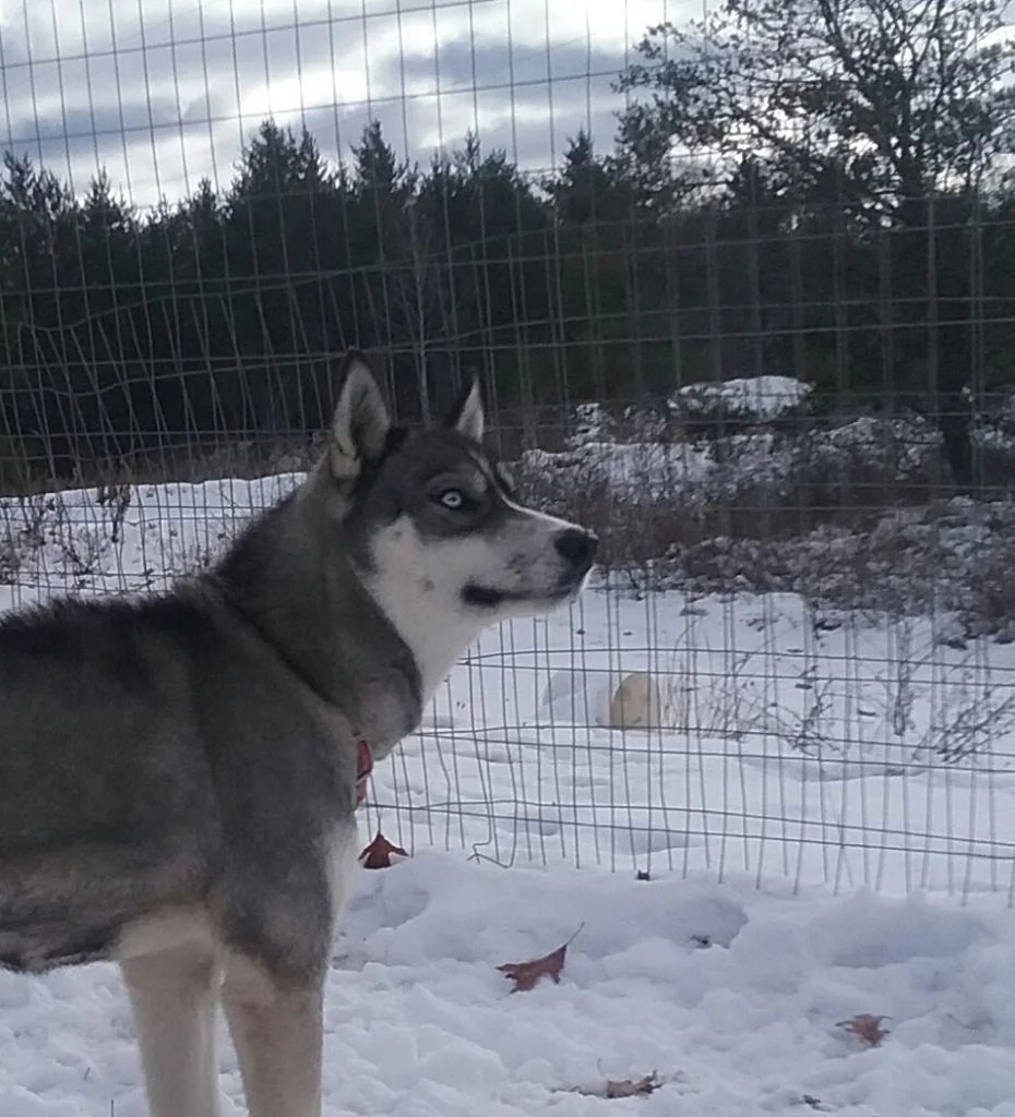 Michigan Siberian Huskies Beautiful Siberian Husky Puppies for sale