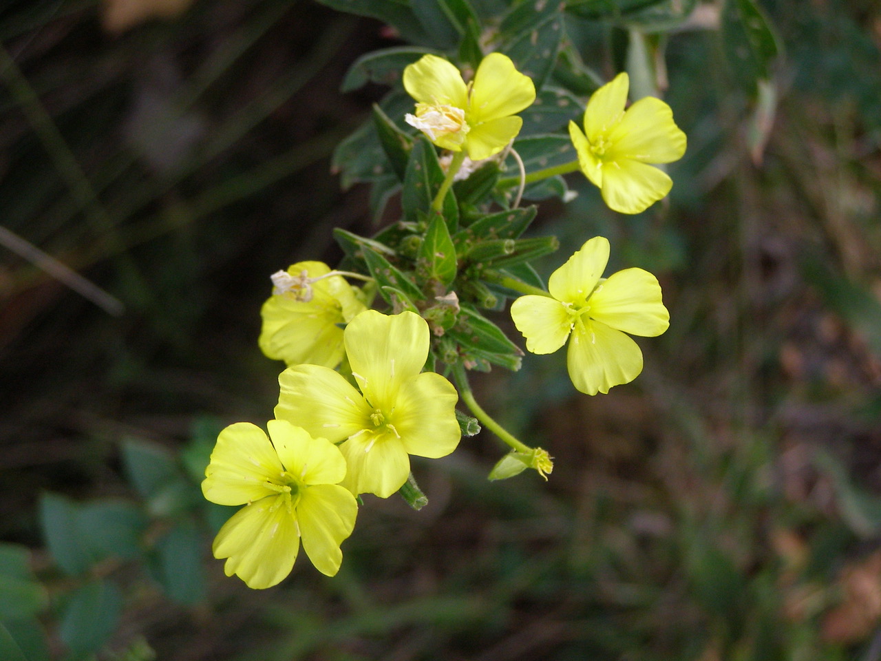 Mississippi Wildflowers of Autumn Mississippi Magazine