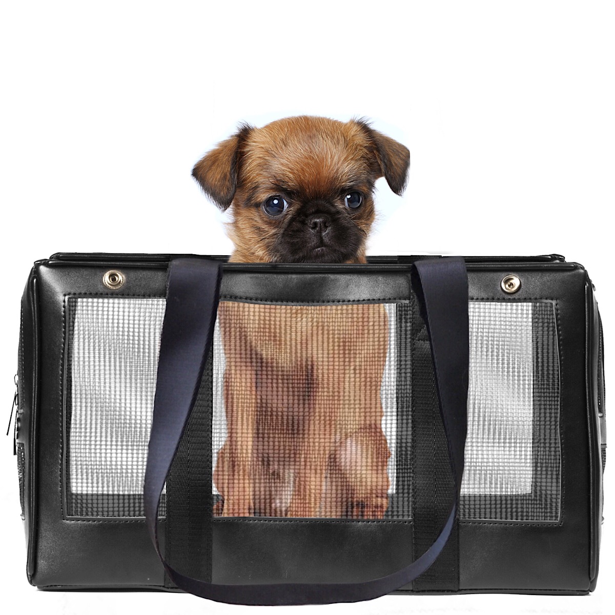 The Mesh "Base" Pet Carrier MISO PUP