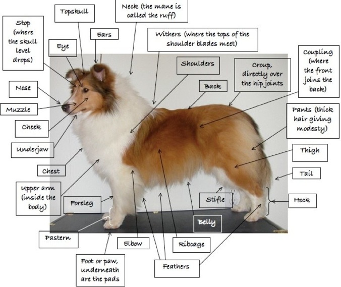 The Anatomy of a Dog Miss Darcy's Adventures