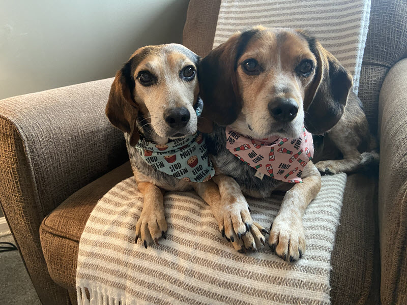 Dog Day Care and Boarding Miss Drew's Doggy Day Care Spring City