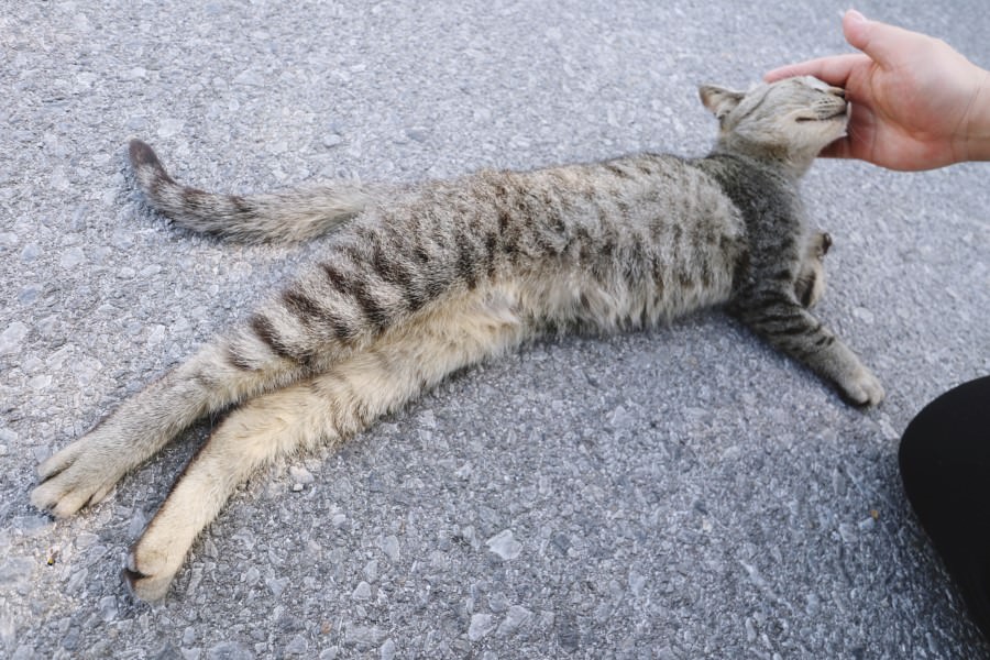 沖繩南城市景點 奧武島 貓咪島 貓奴的天堂 被貓包圍好幸福  無敵海景 天婦羅 漁港 渡假的感覺好放鬆