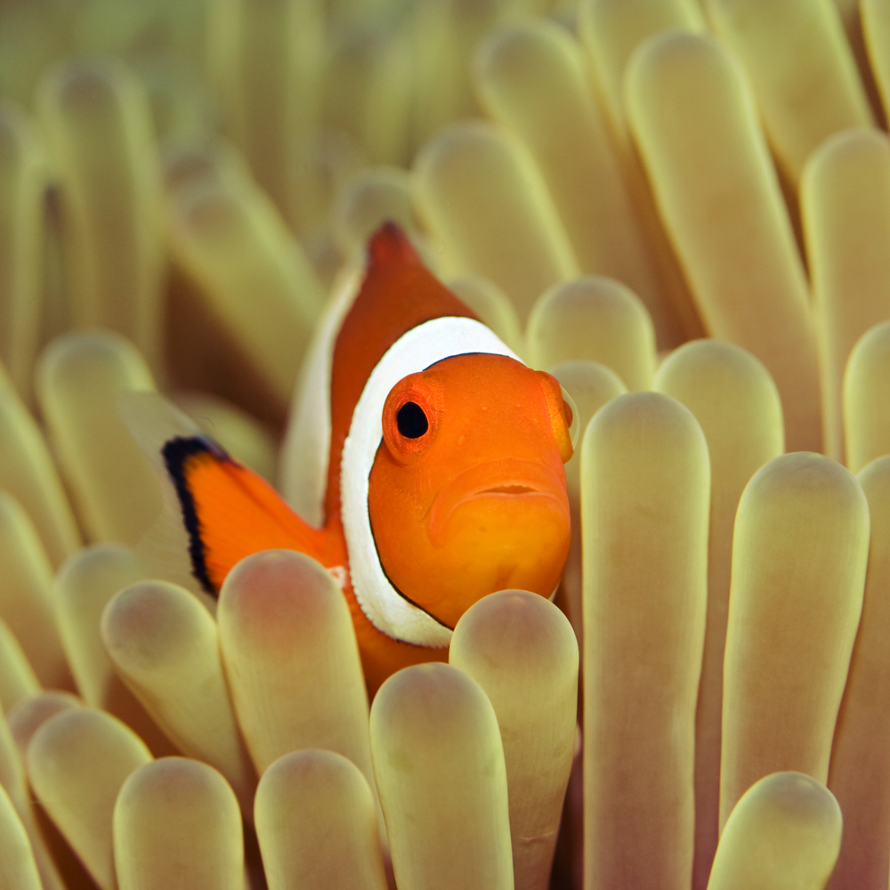 Take a Cue from the Clownfish and Make a Difference Mission Blue