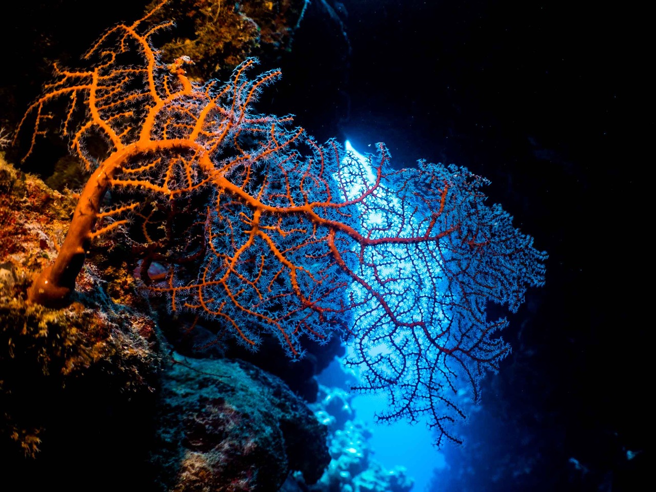 Ocean Stories Data from the Twilight Zone Mission Blue