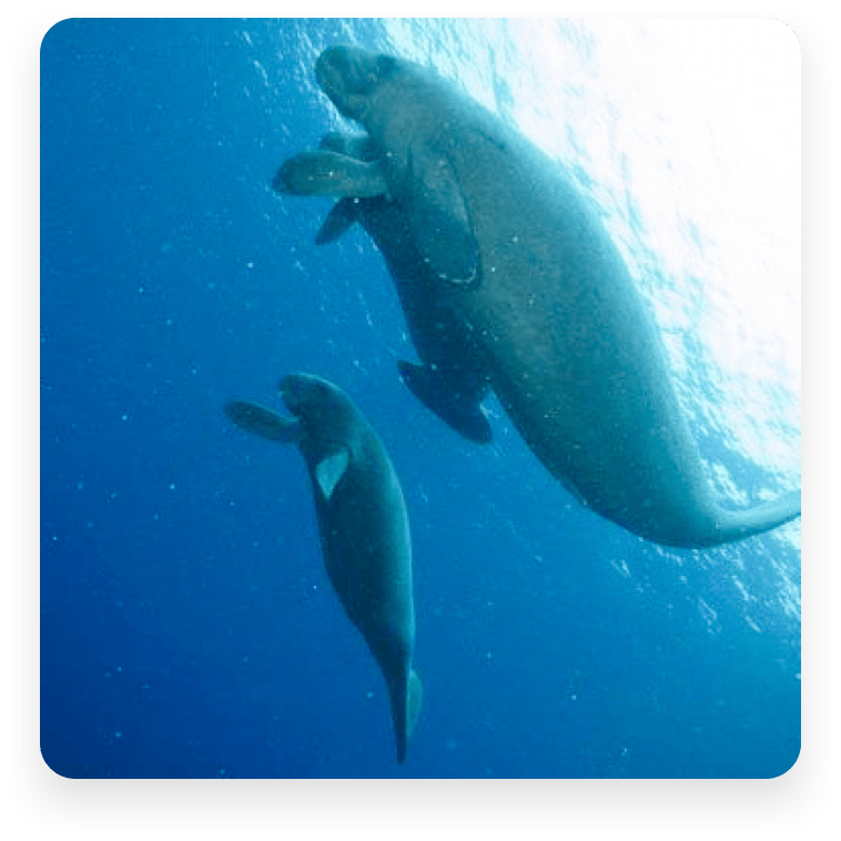 Cuba Manatee Conservation Clearwater Marine Aquarium