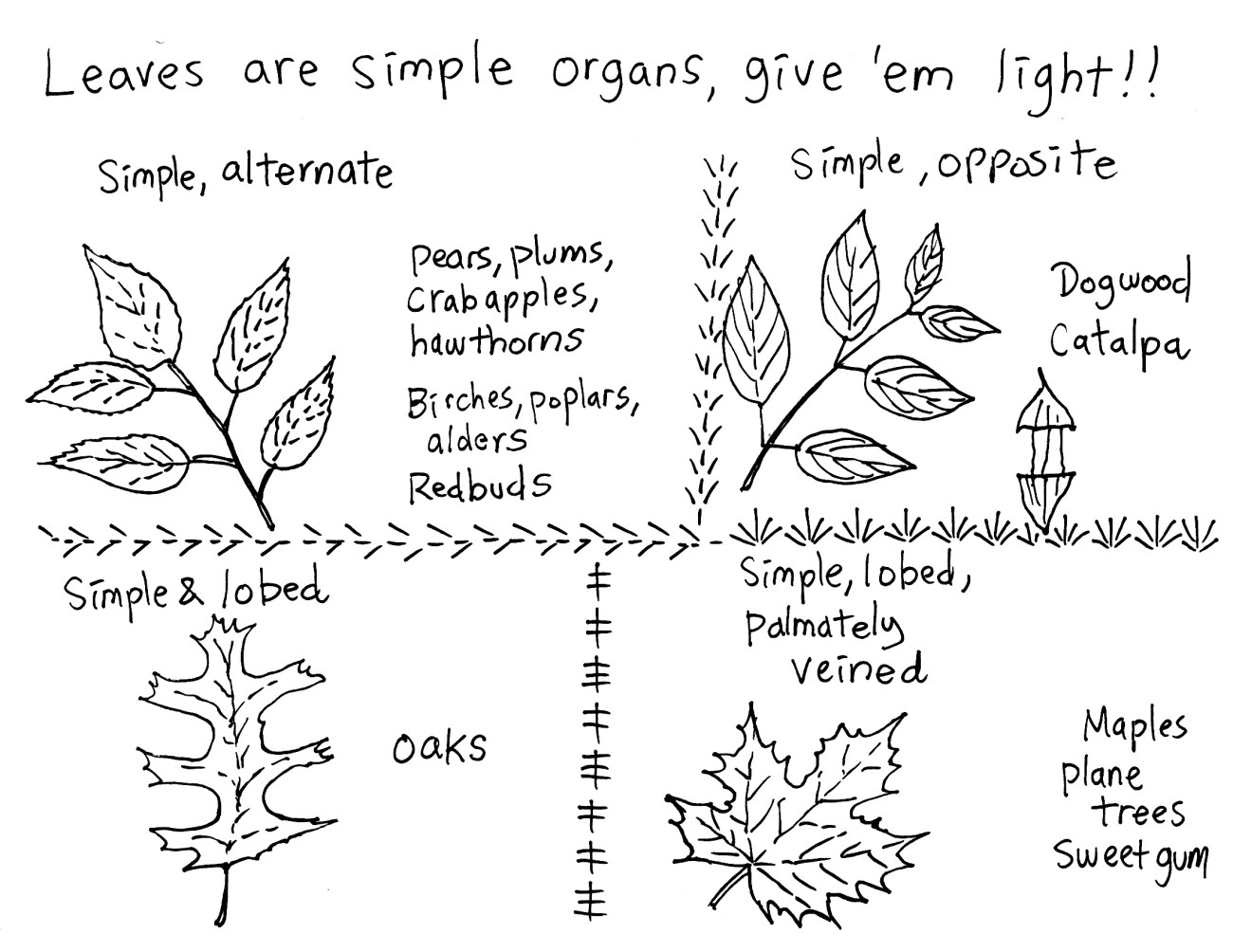 42. TREES Identification and classification Mission Azul