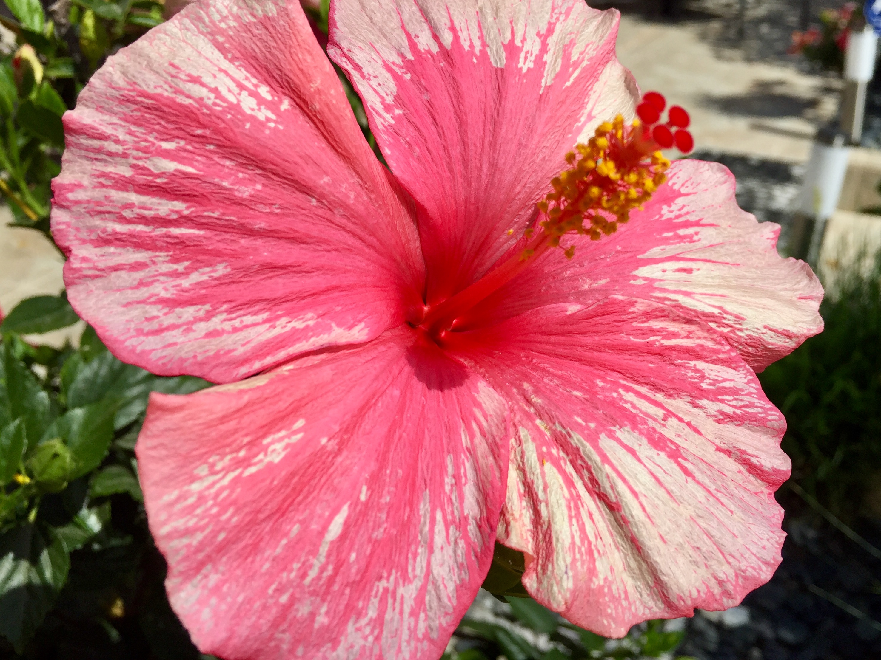 Summer Flowers Grown in South Mission Beach Mission Beach Pacific