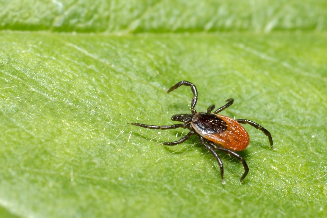 Why Are Ticks So Bad This Year? MissionGreen Services