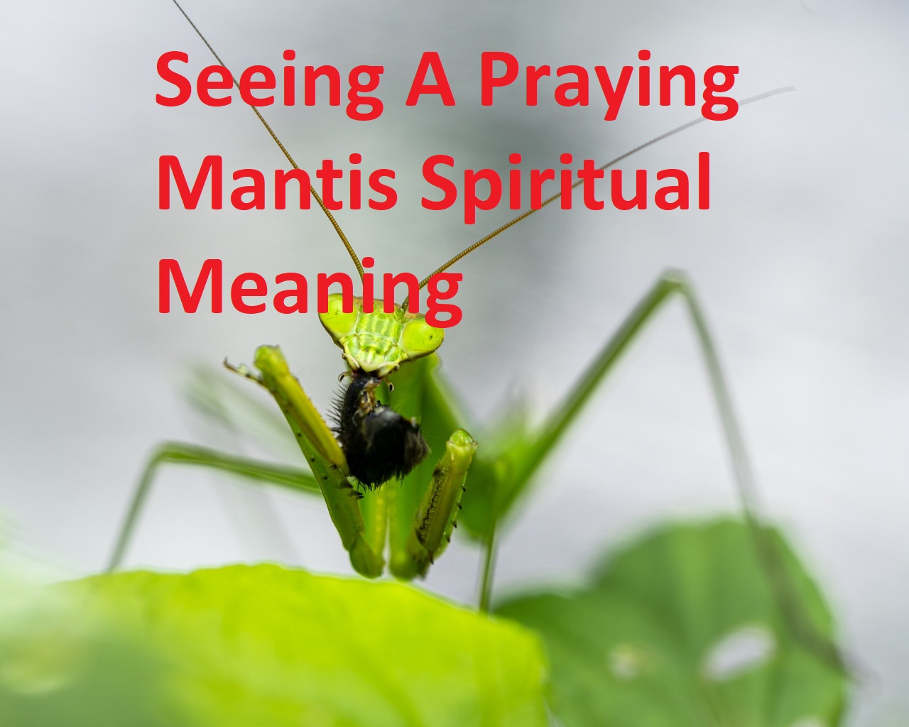 What Does It Mean When You See A Praying Mantis Meaning Symbolism?