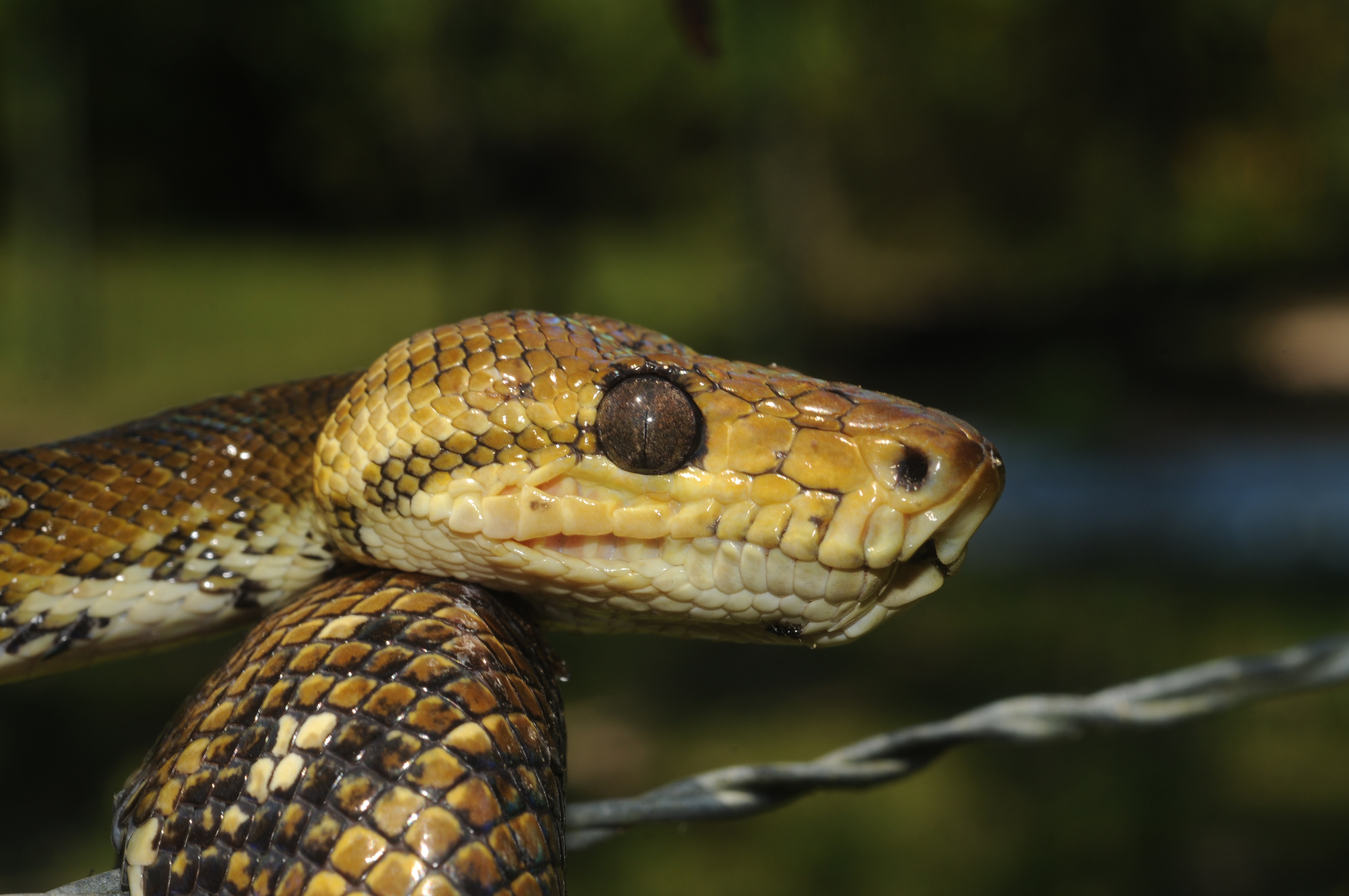 Snake Eyes Meaning Spiritual Interpretation With Transformation