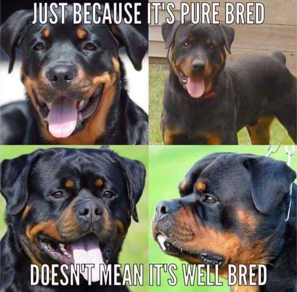 GERMAN, AMERICAN AND SERBIAN ROTTWEILERS; THE DIFFERENCES