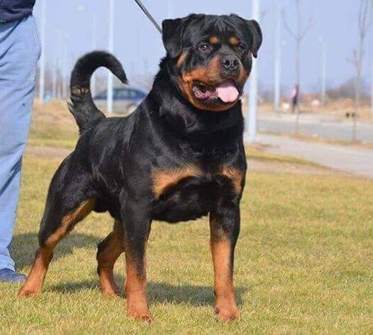 Giant Rottweiler Puppies For Sale Mississippi Rottweilers