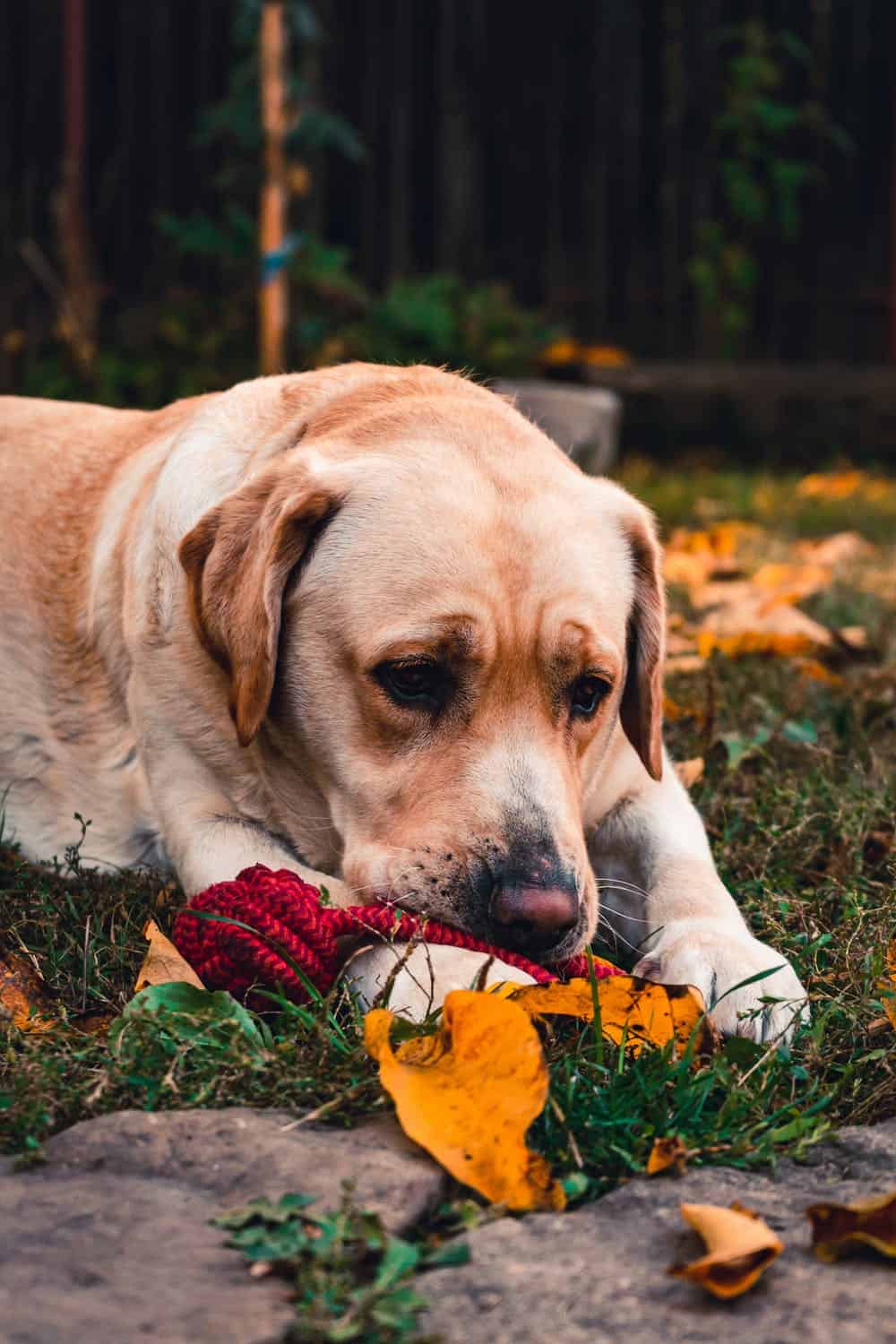 ROTTWEILER MIXED WITH LABRADOR RETRIEVER Mississippi