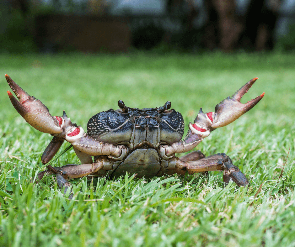 Self Love and Boundaries How The Crab Lost Its Head MissKorang