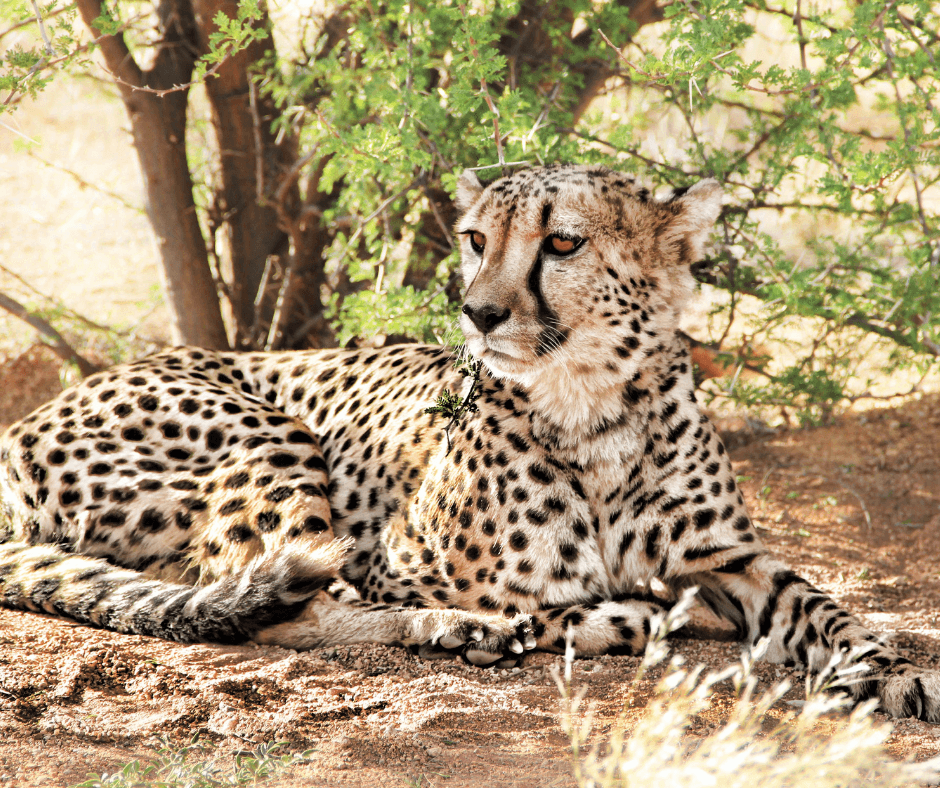 Proving Yourself Can Sometimes Be An Insult The Tale Of A Cheetah And