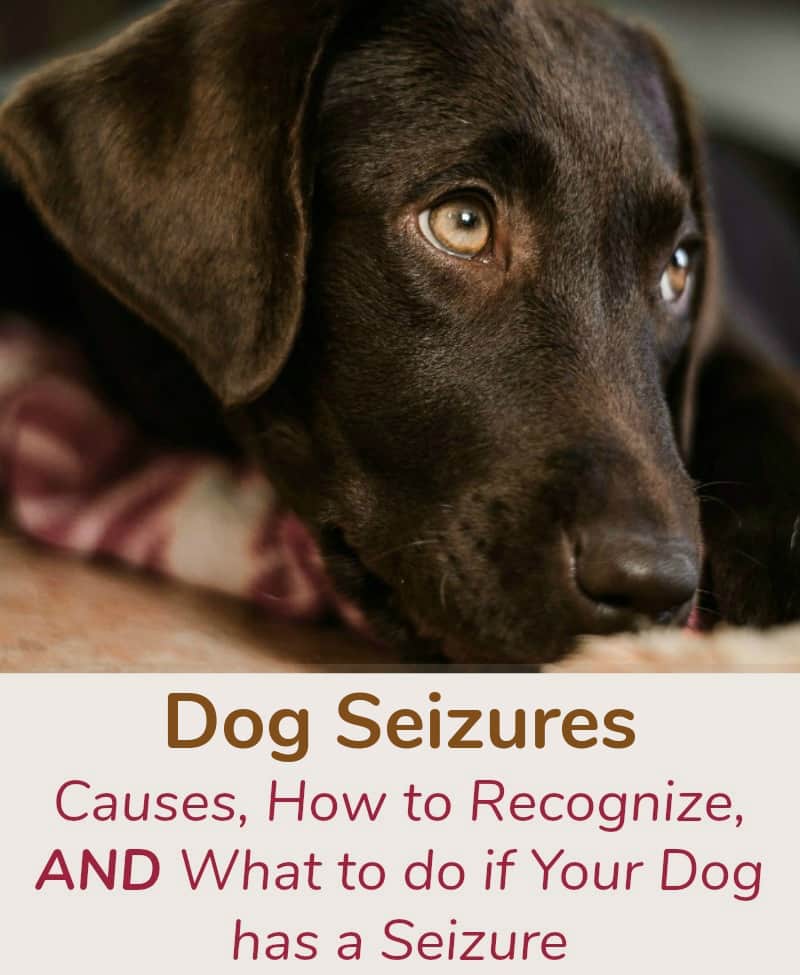 Dog Seizures Causes, How to Recognize, and What to do if Your Dog has