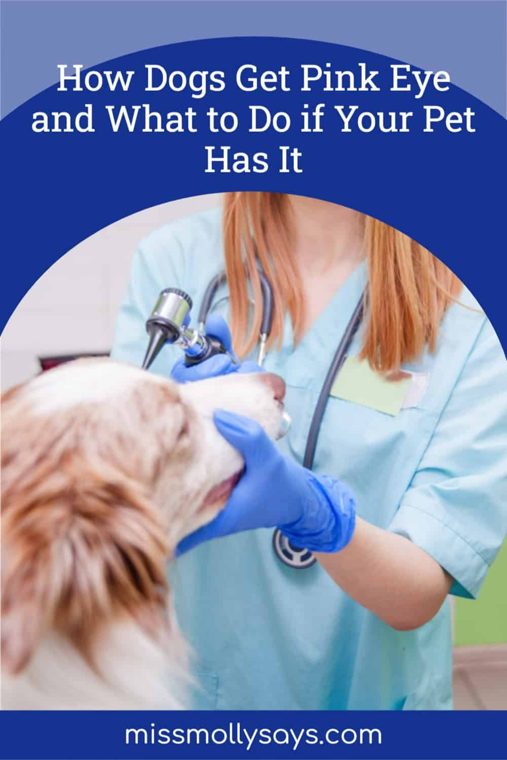 How Dogs Get Pink Eye and What to Do if Your Pet Has It Miss Molly Says