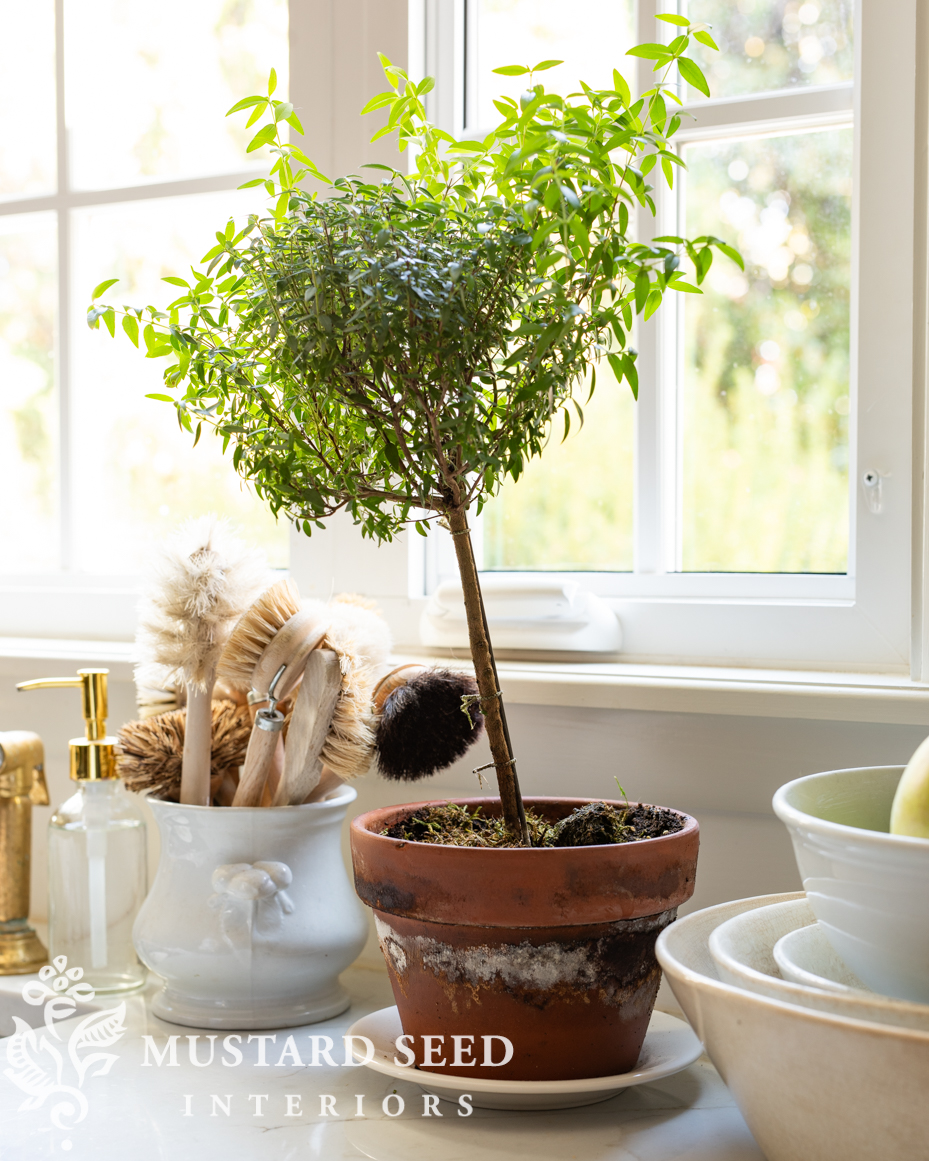 taking care of myrtle topiaries Miss Mustard Seed