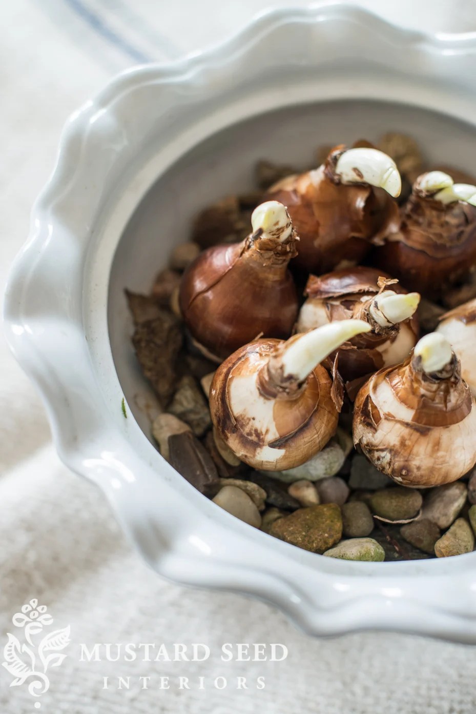 forcing paperwhite bulbs Miss Mustard Seed