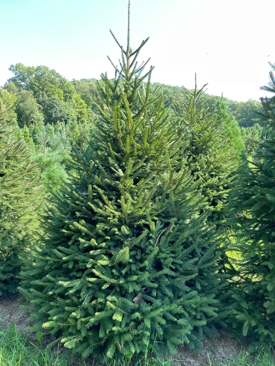 Missouri Christmas Tree Producers Association Dedicated to the