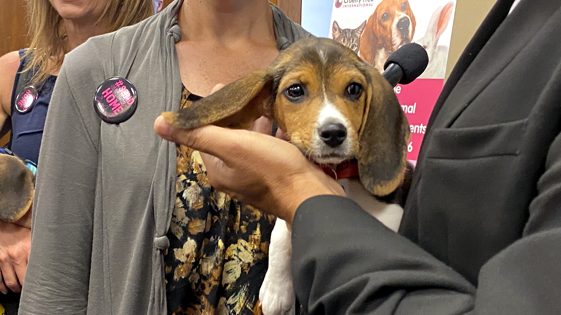 Beagles rescued from Virginia dogbreeding facility get the star