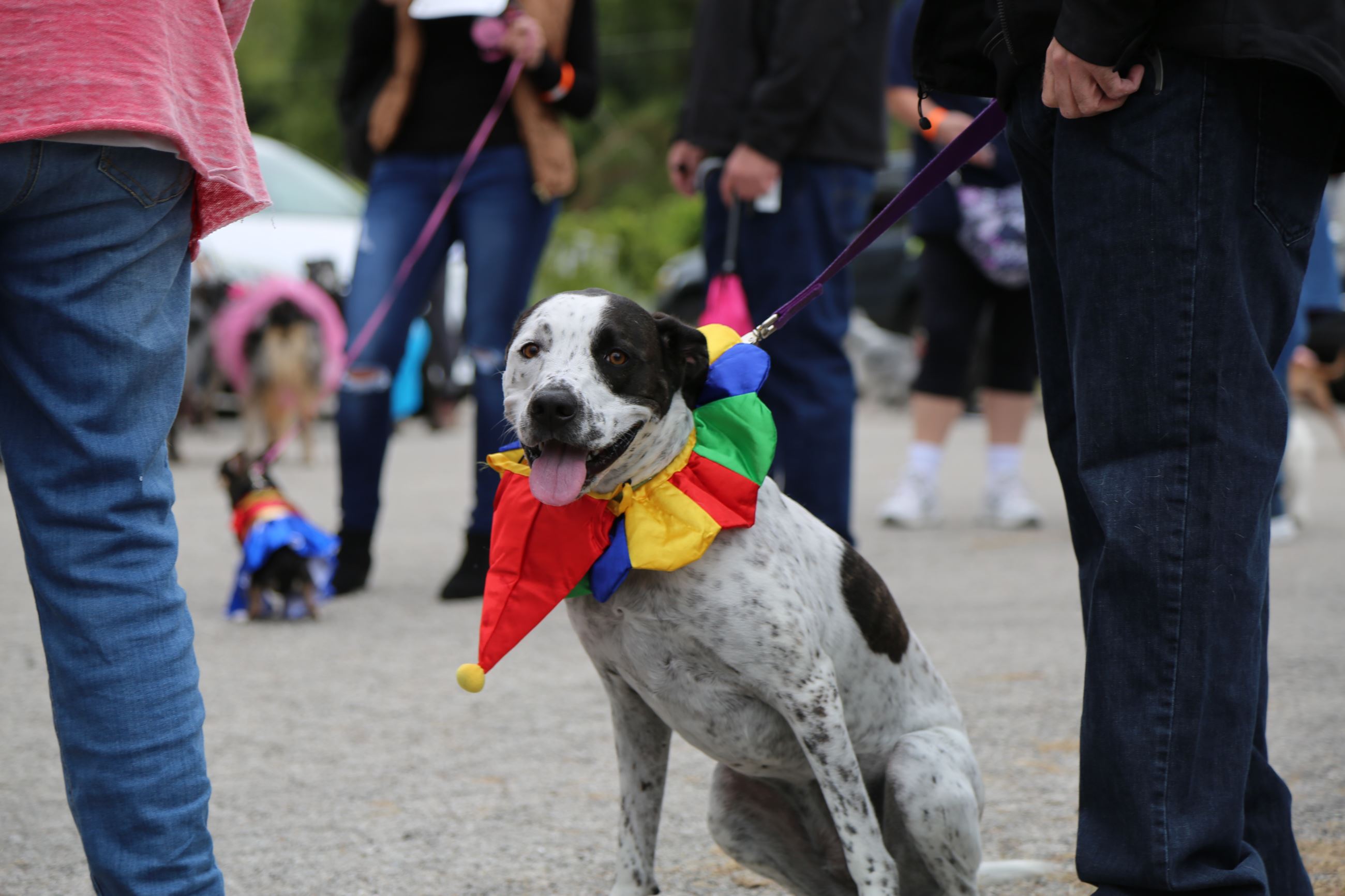 Paw Parade Missouri Life Magazine