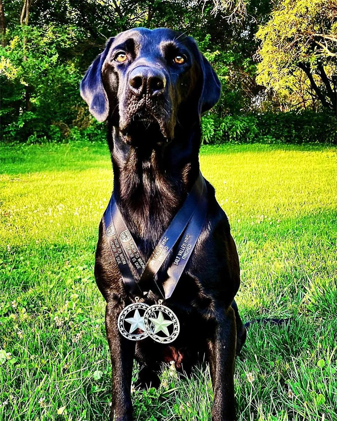 Gun Dog Training Missouri Valley Gun Dogs