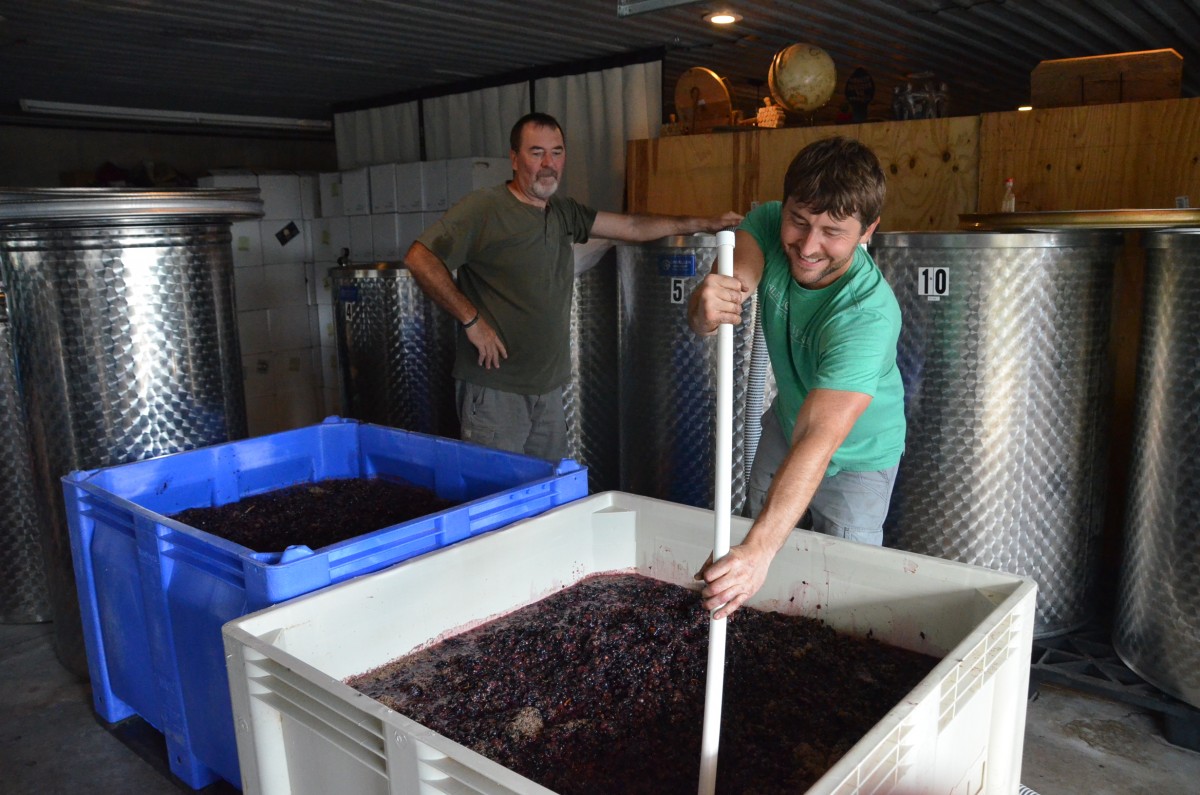 Harvesting Norton with Dale Hollow Winery MO Wines