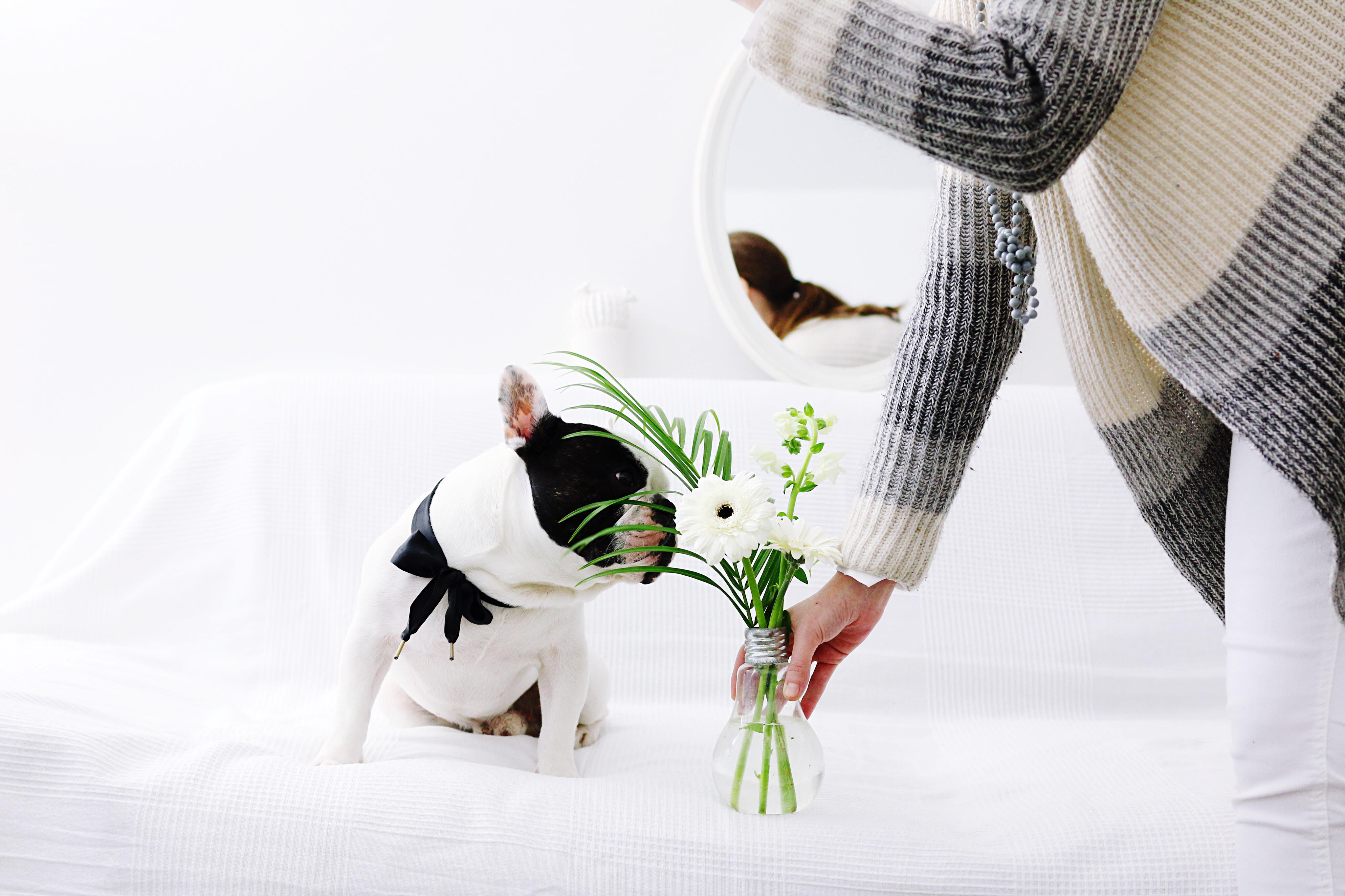 37 Excited Mon Chien Mange Tout Et N'importe Quoi Picture fr