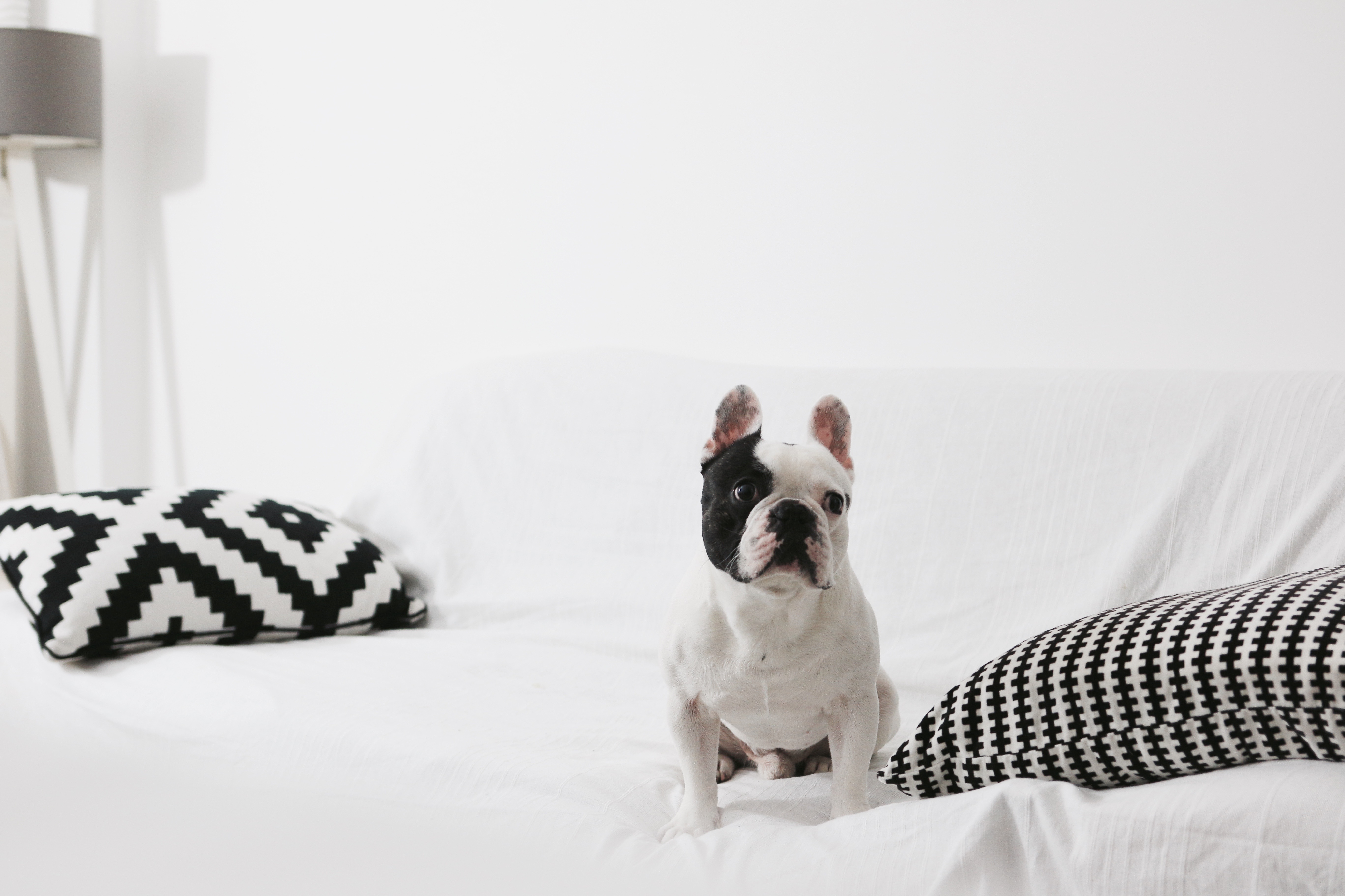 Conseils pour garder les poils de mon chien blancs / Tips to keep clean