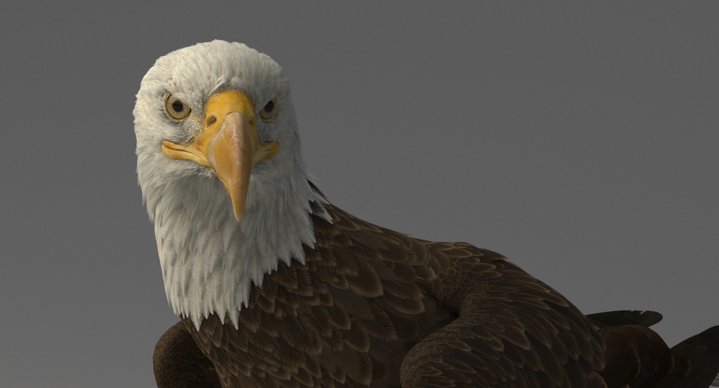 3D American Bald Eagle Rigged model — Missset
