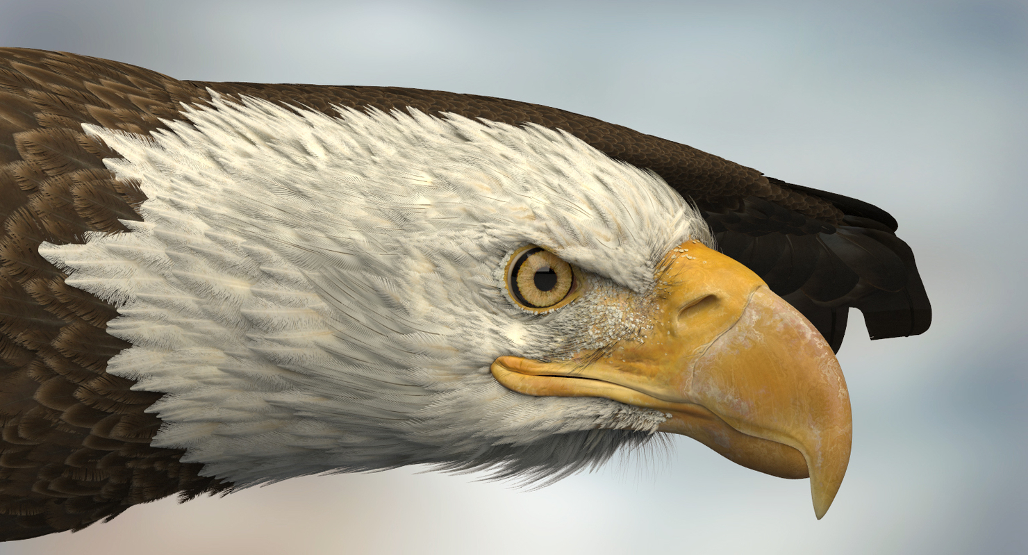 3D American Bald Eagle Rigged model — Missset