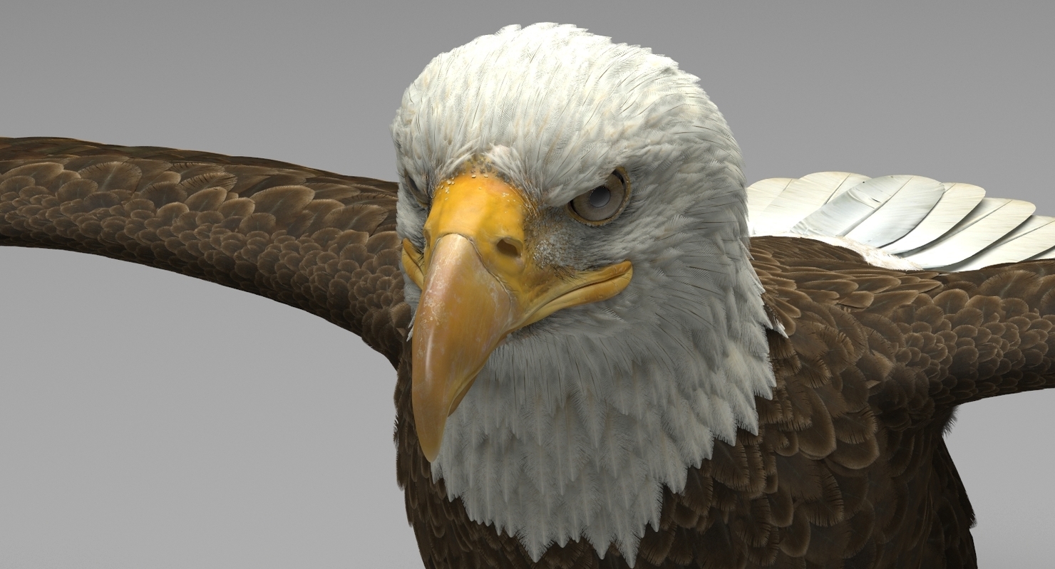 3D model American Bald Eagle — Missset