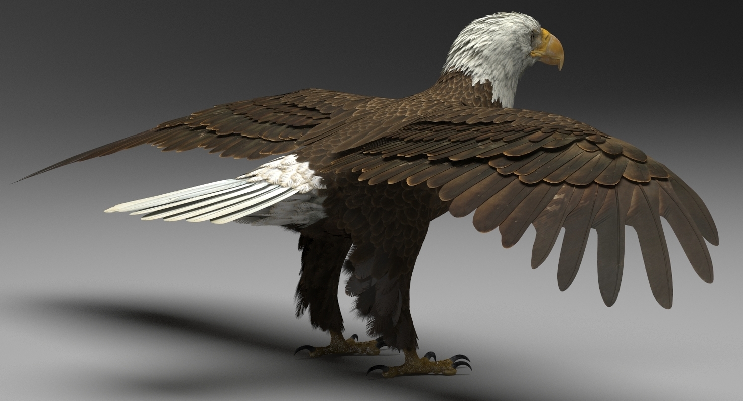 3D model American Bald Eagle — Missset