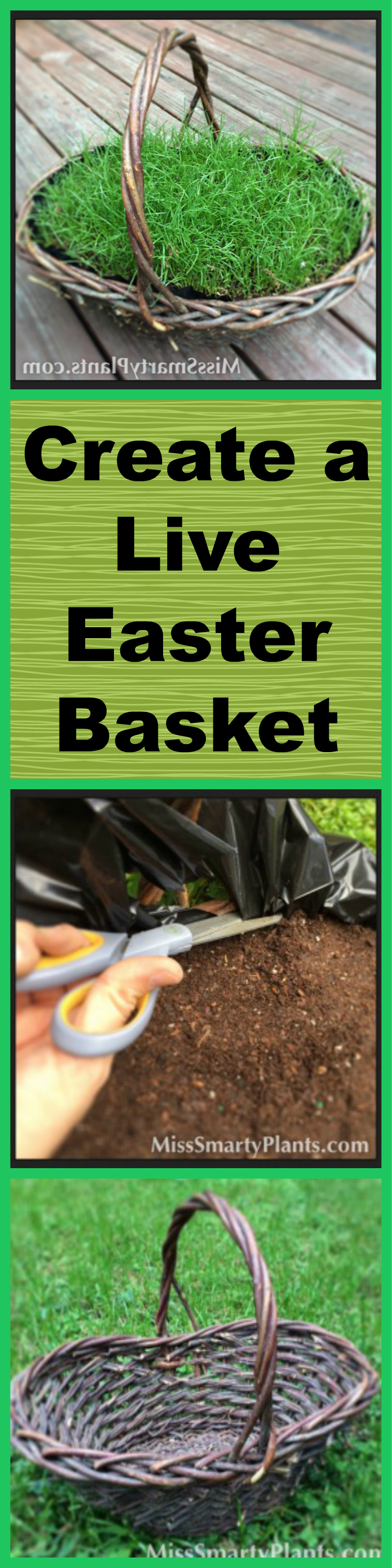 5 Steps to Grow Your Own Live Grass Easter Basket Miss Smarty Plants