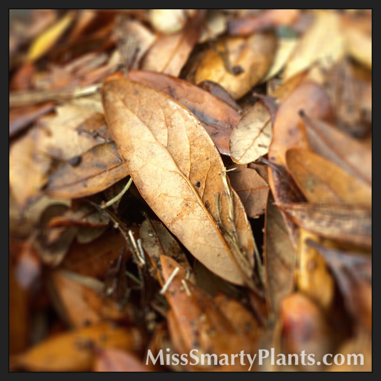 Using Oak Tree Leaves for Mulch Miss Smarty Plants