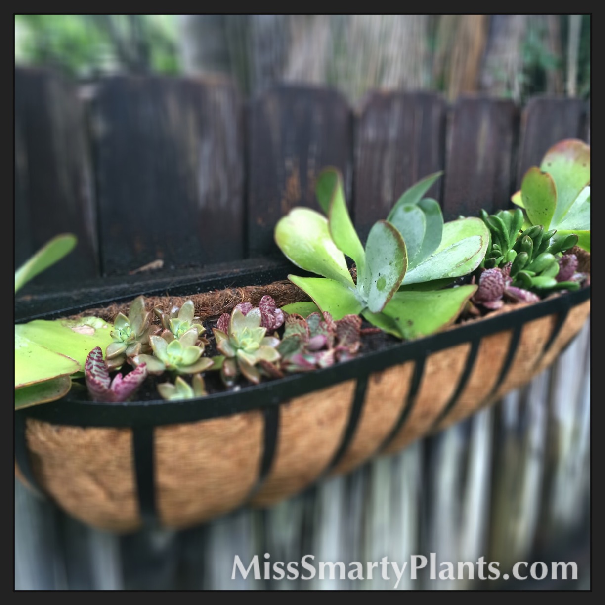 Succulent Planter Windowbox Miss Smarty Plants